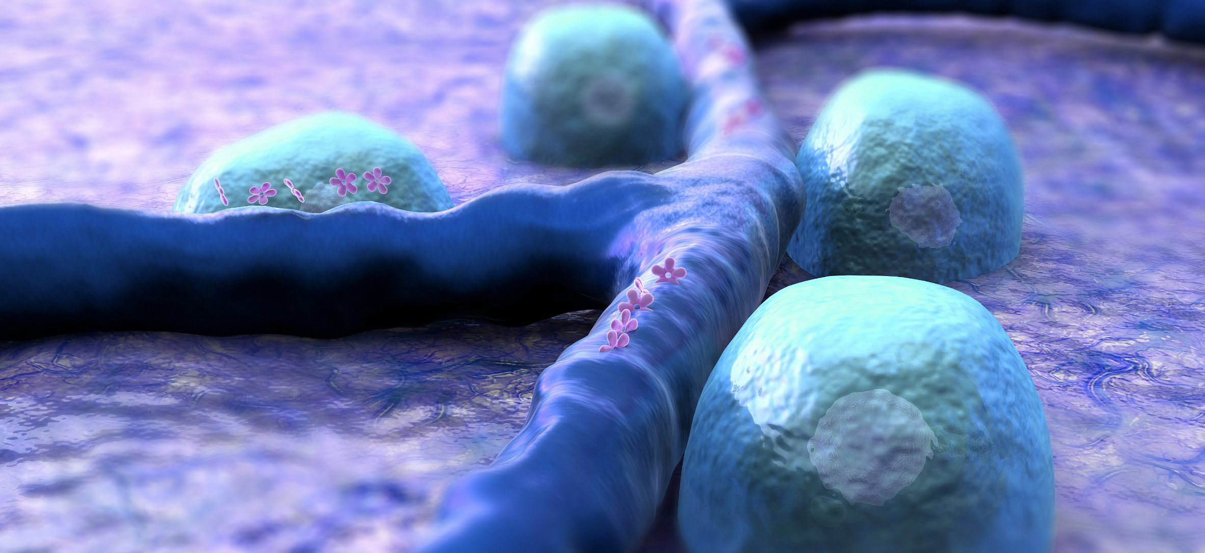 Research James Bowe Beta Cells Resized