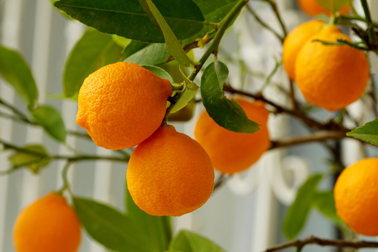 Oranges In Tree